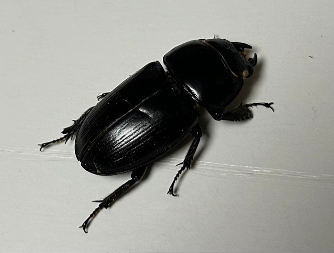 【クワガタ大型ペア標本】スマトラ特産種ラマヒラタ野外♂68㍉ ブリード♀37㍉